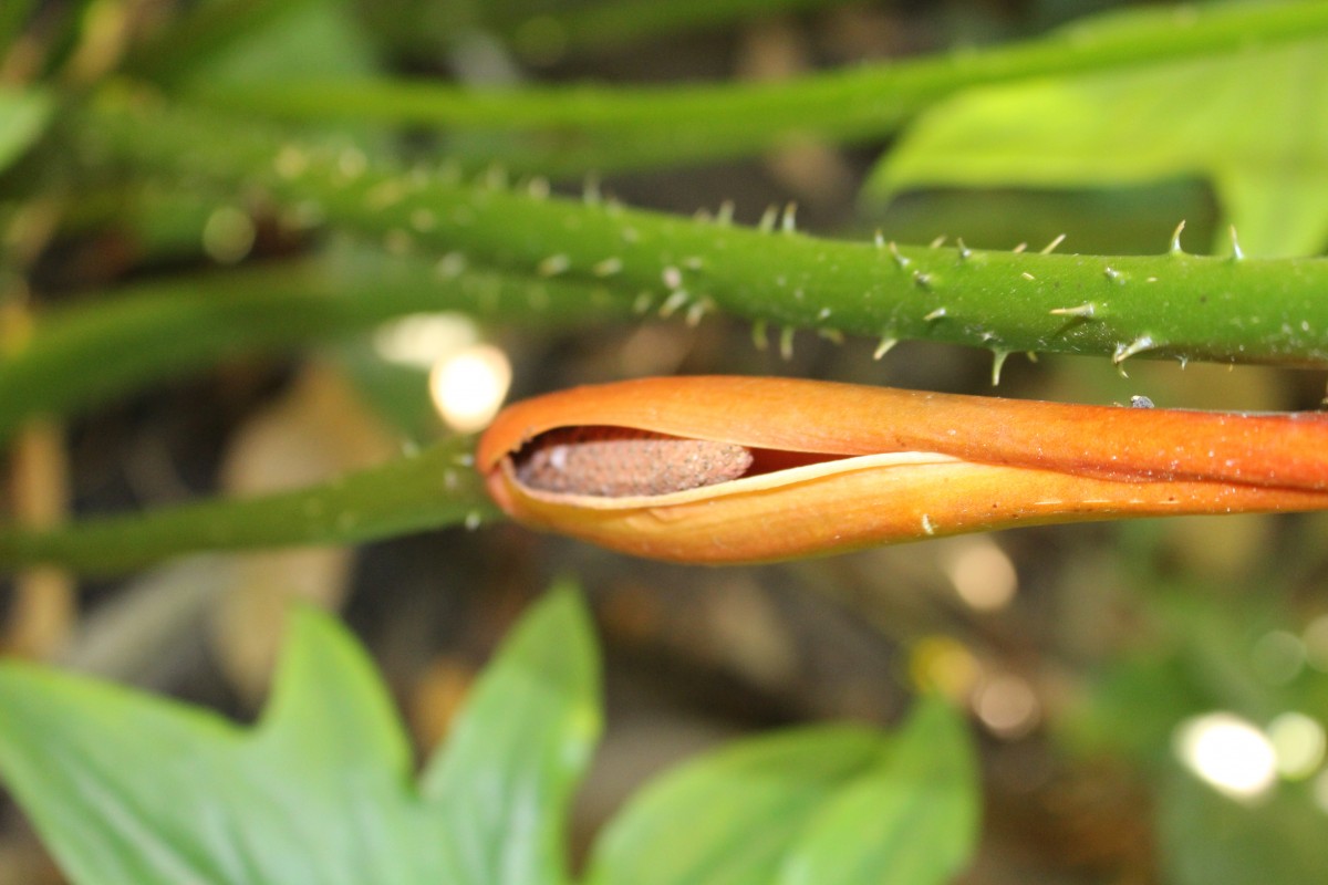 Lasia spinosa (L.) Thwaites